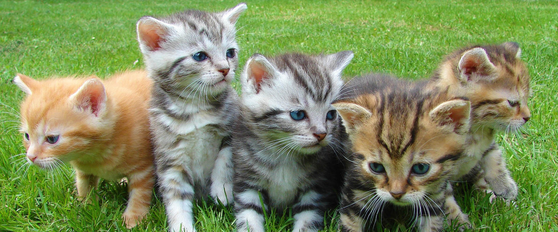 Vitamin-mineral supplements for cats -  InterPet Vet