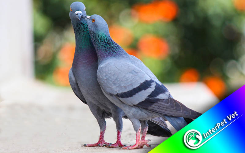 Preparati za golubove - Vitaminsko-mineralni suplementi za golubove