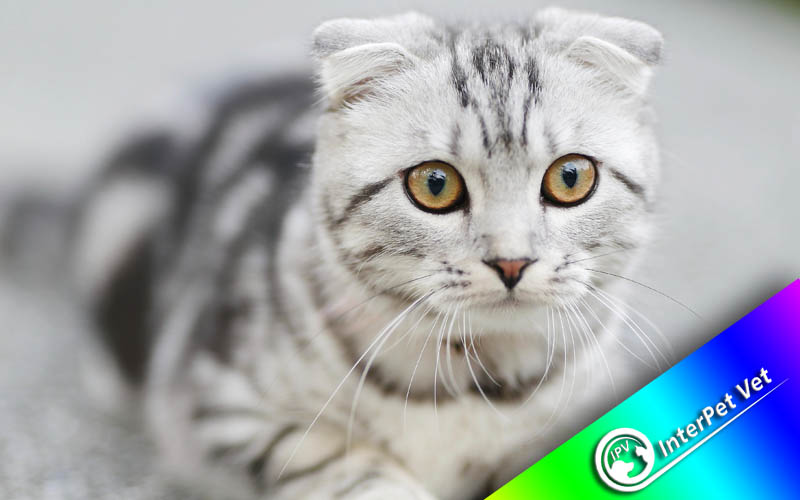 Supplements for cats - Supplements for animals