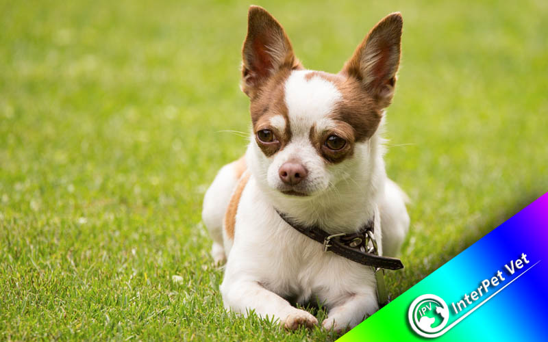 Supplements for dogs - Supplements for animals