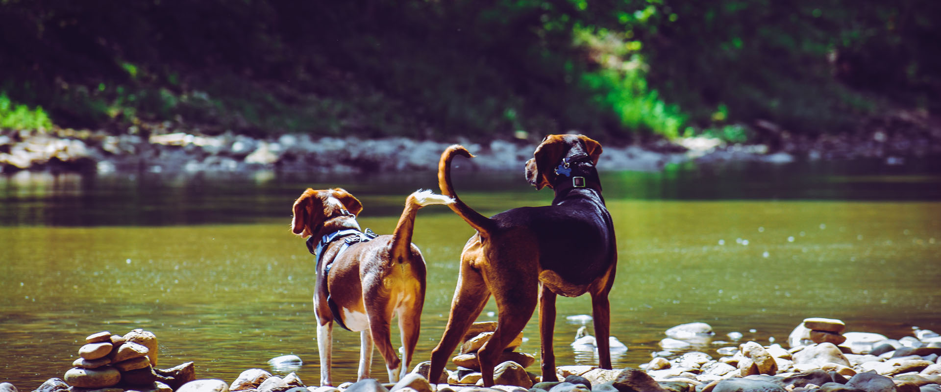 Vitamin-mineral supplements for dogs - InterPet Vet